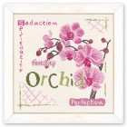 Orchid