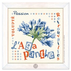 L'agapanthe